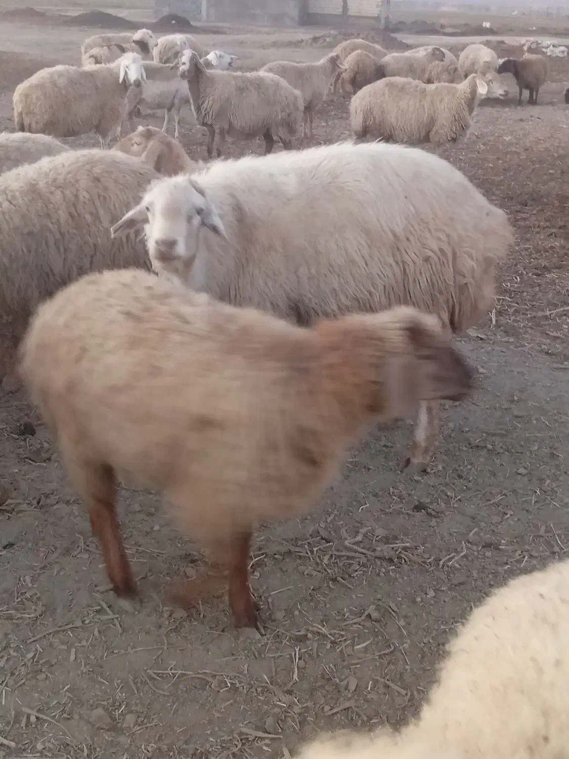 قوچ موغانی|حیوانات مزرعه|شیروان (خراسان), |دیوار