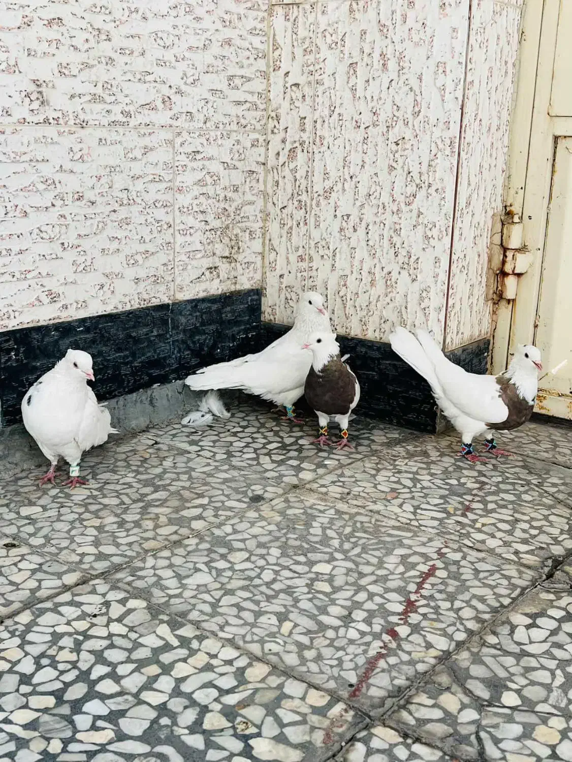 طوقی|پرنده|دهدشت, |دیوار