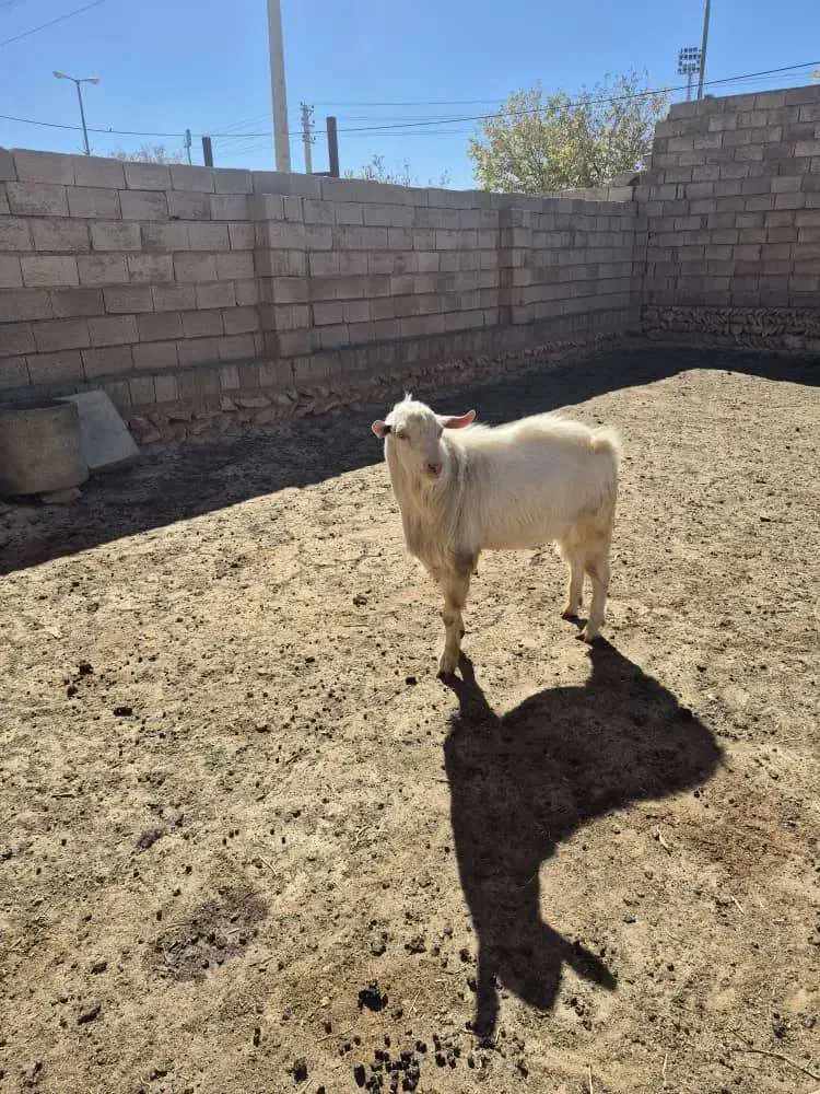 فروش چپش یه ساله سانن اصل|حیوانات مزرعه|بروجن, |دیوار