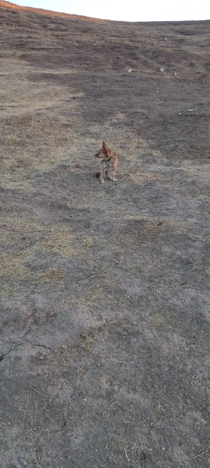 واگذاری پاکوتاه بیستی حساس به کوچکترین صدا|سگ|هشترود, |دیوار