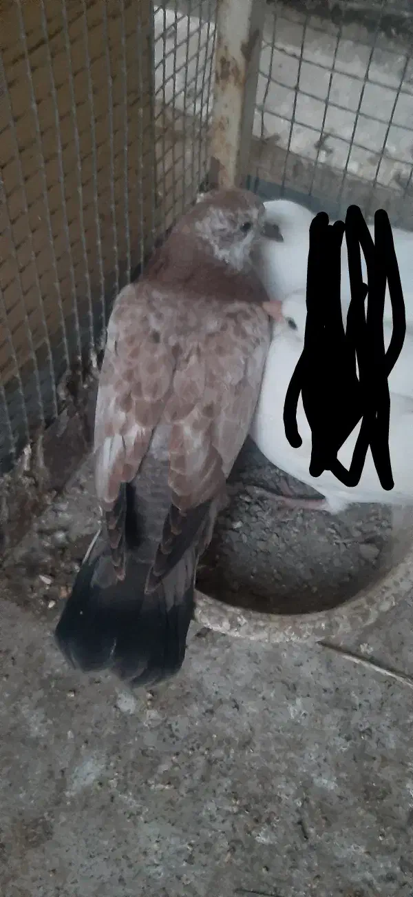 کبوترگمشده|حیوانات|اندیشه, اندیشه فاز ۲|دیوار