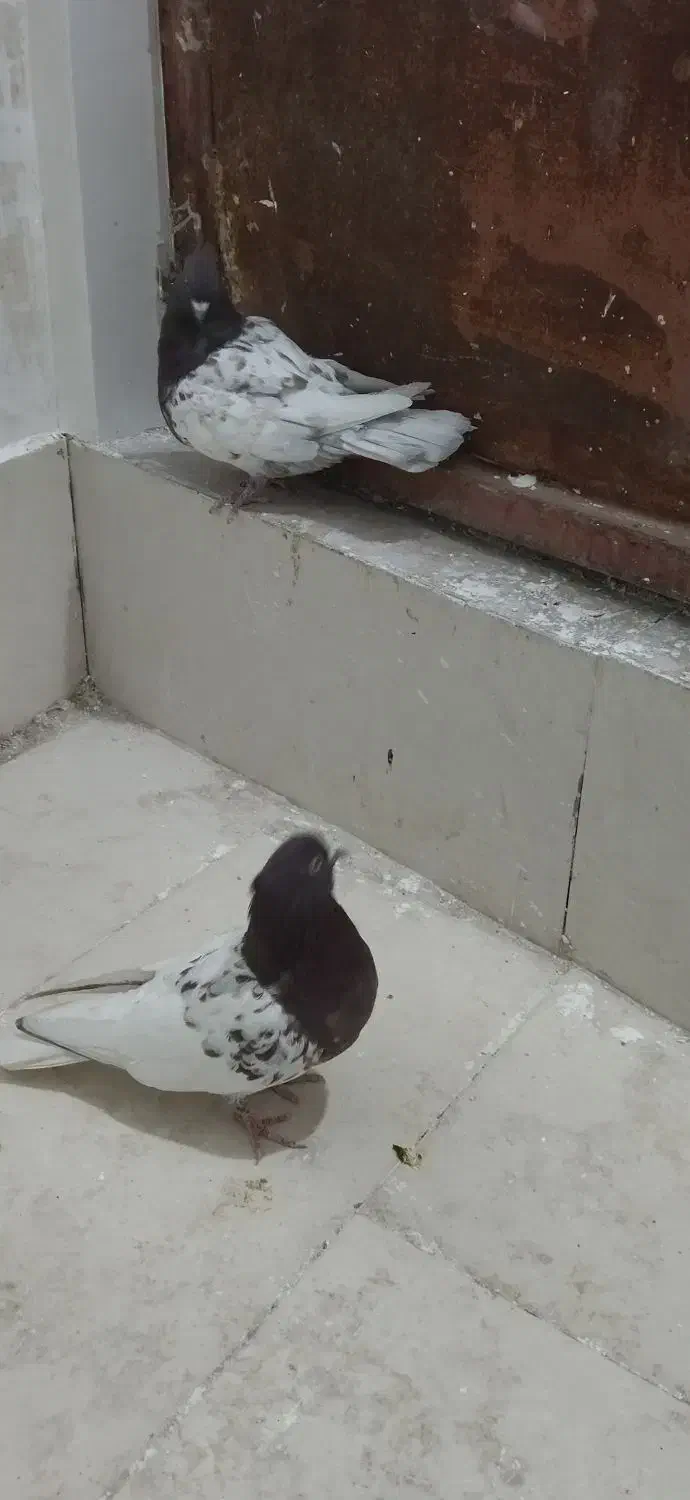 کبوتر کله سرخ|پرنده|شیراز, شهرک گلستان|دیوار