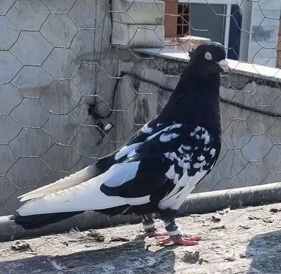 کبوتر دم سفید،طوقی،کله،مسافتی،ساده|پرنده|مشهد, هفده شهریور|دیوار