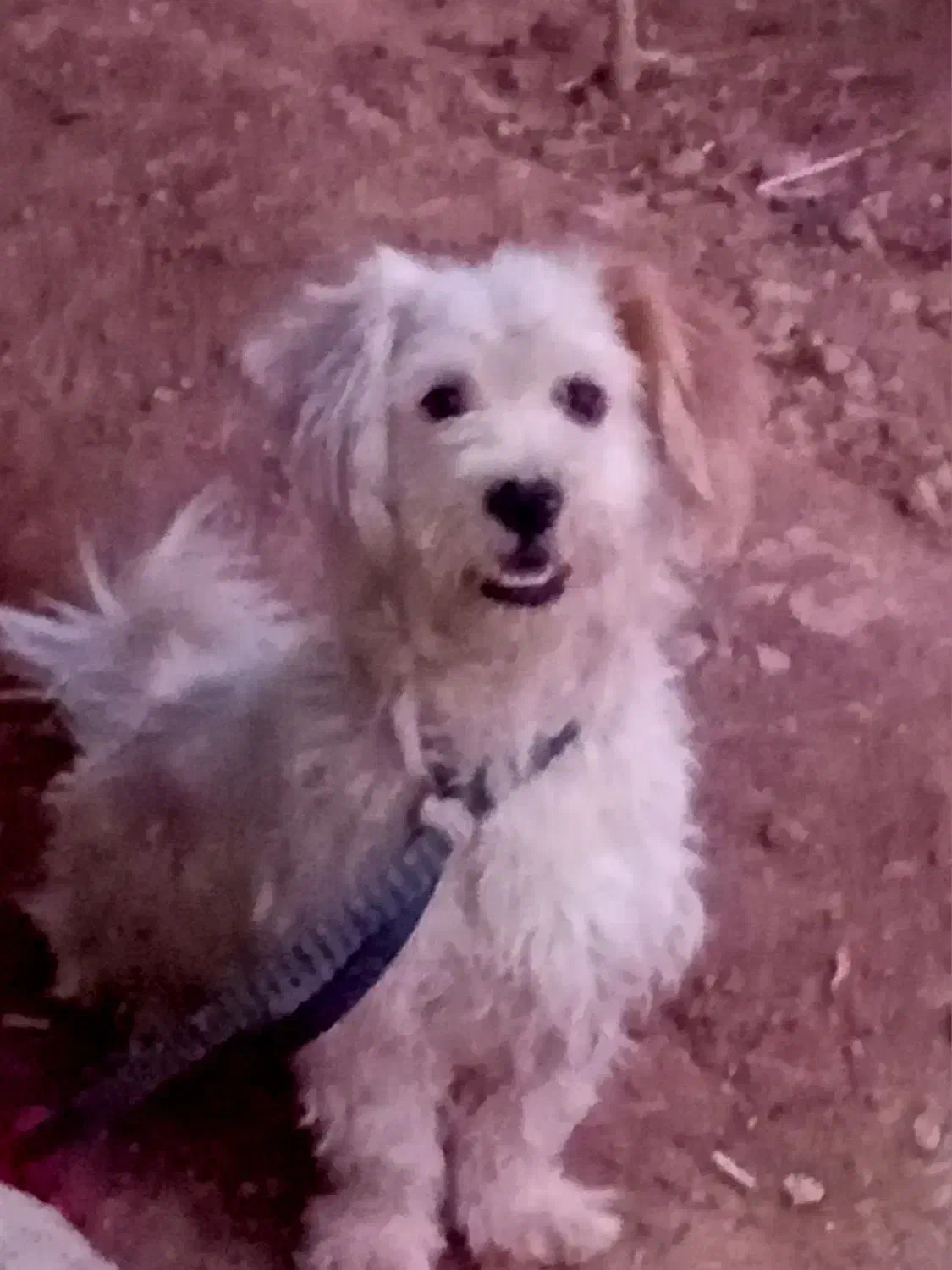 این قلاده سگ حدود 5روزه دزدیده شده|حیوانات|قروه, |دیوار