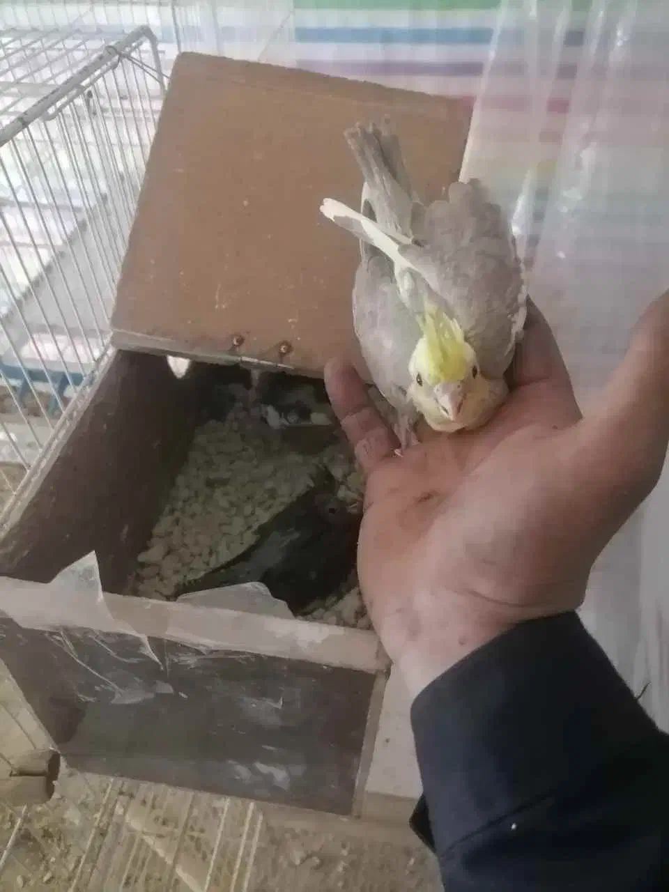 خرید و فروش انواع قناری عروس گرین چیک و...|پرنده|تایباد, |دیوار