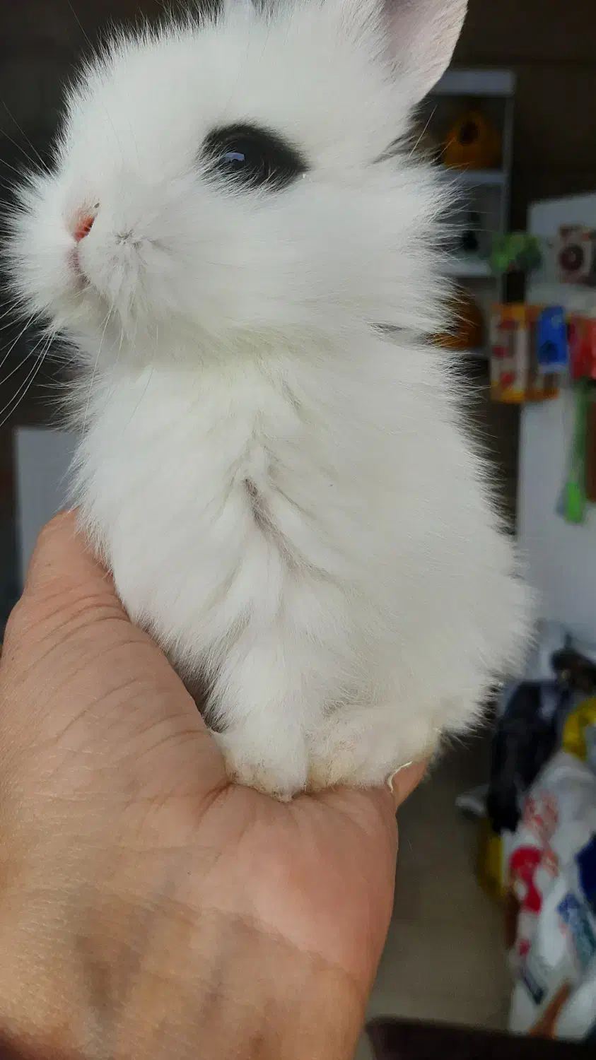 خرگوش های مینیاتوری چشم آهویی(دوست بچه ها)|موش و خرگوش|تهران, تهرانپارس غربی|دیوار