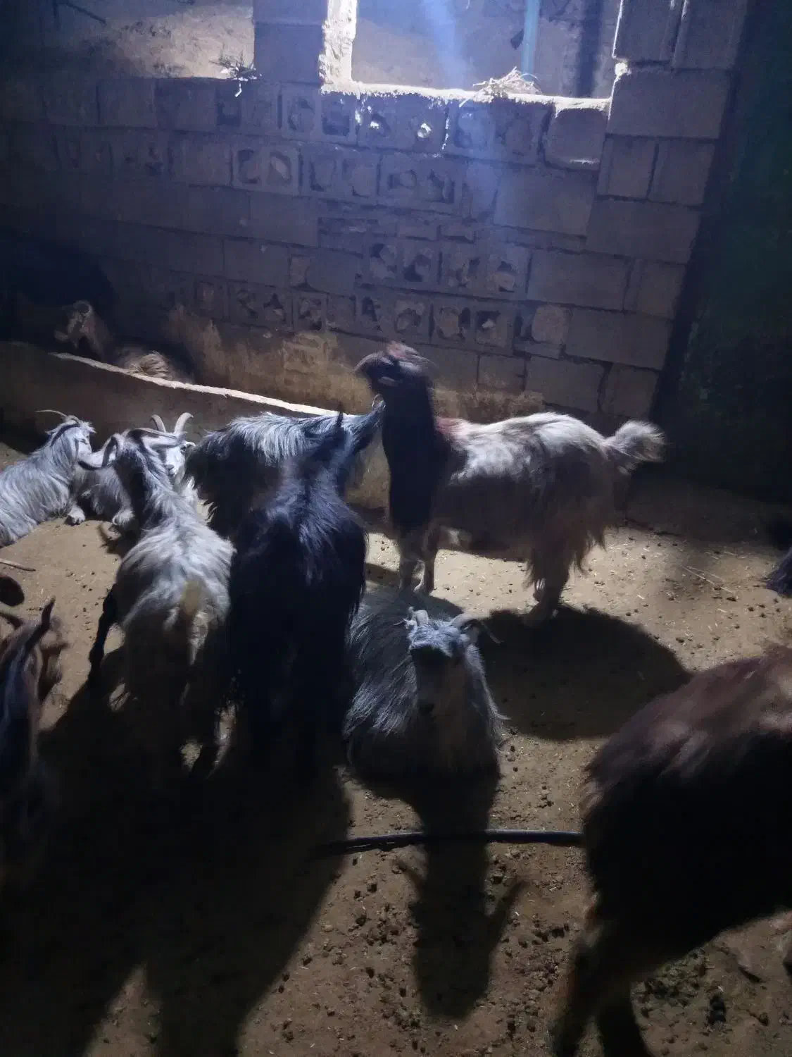 1راسبره1راسبز|حیوانات مزرعه|دهدشت, |دیوار