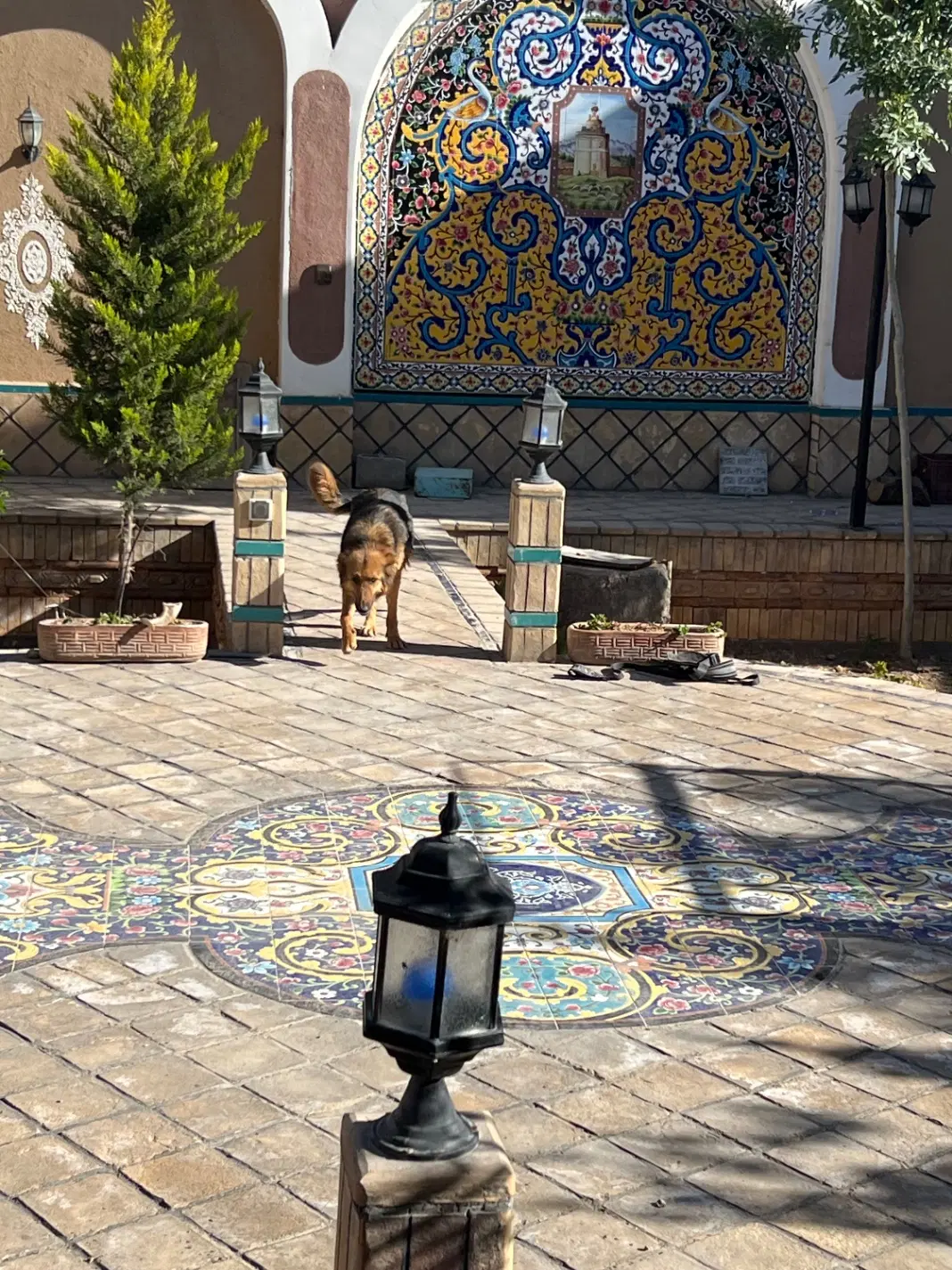 سگ ژرمن|سگ|لنجان, |دیوار