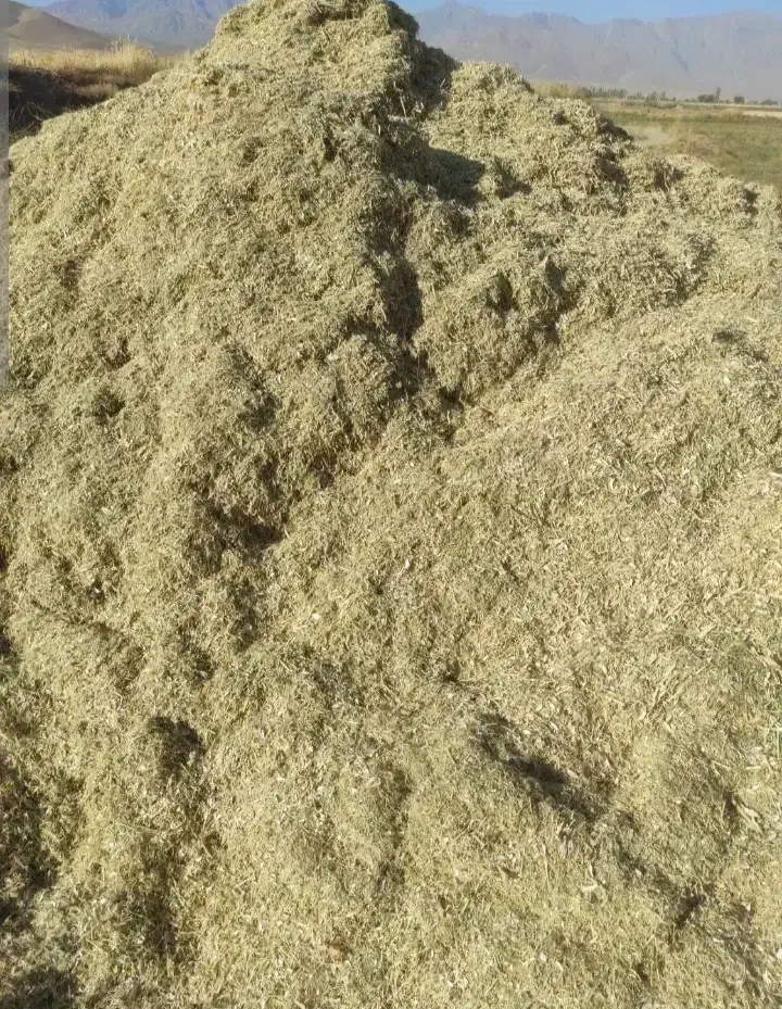 کاه گندم درجه یک|حراج|رشت, سعدی (تختی)|دیوار