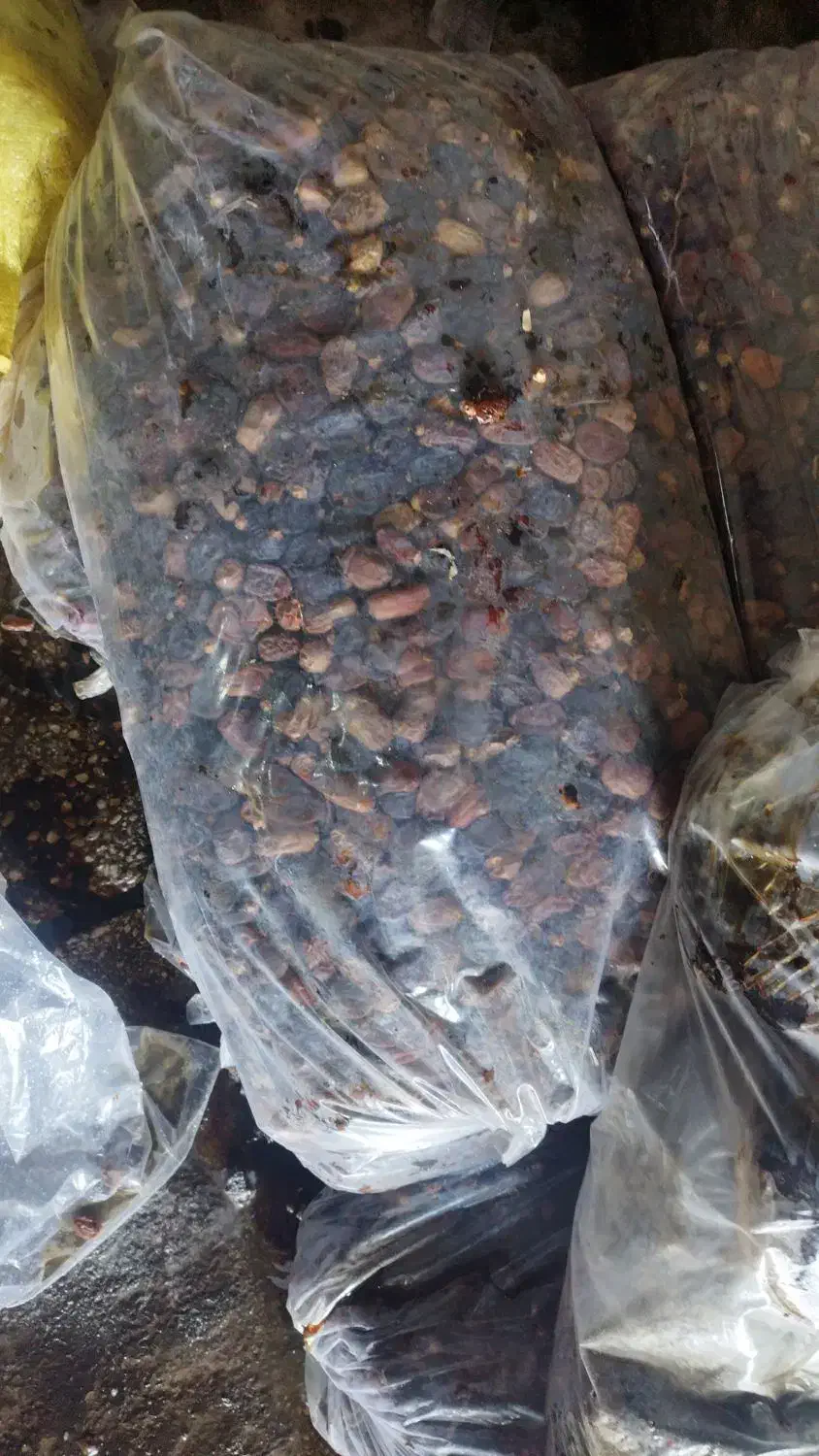 زایعات خرما تناژ بالا. وشیره خرما درجه یک|عمده‌فروشی|برازجان, |دیوار