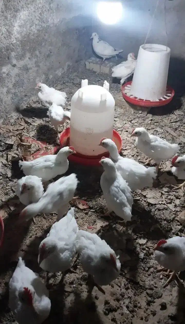 جوجه مرغ تخم گذار|حیوانات مزرعه|انبارآلوم, |دیوار