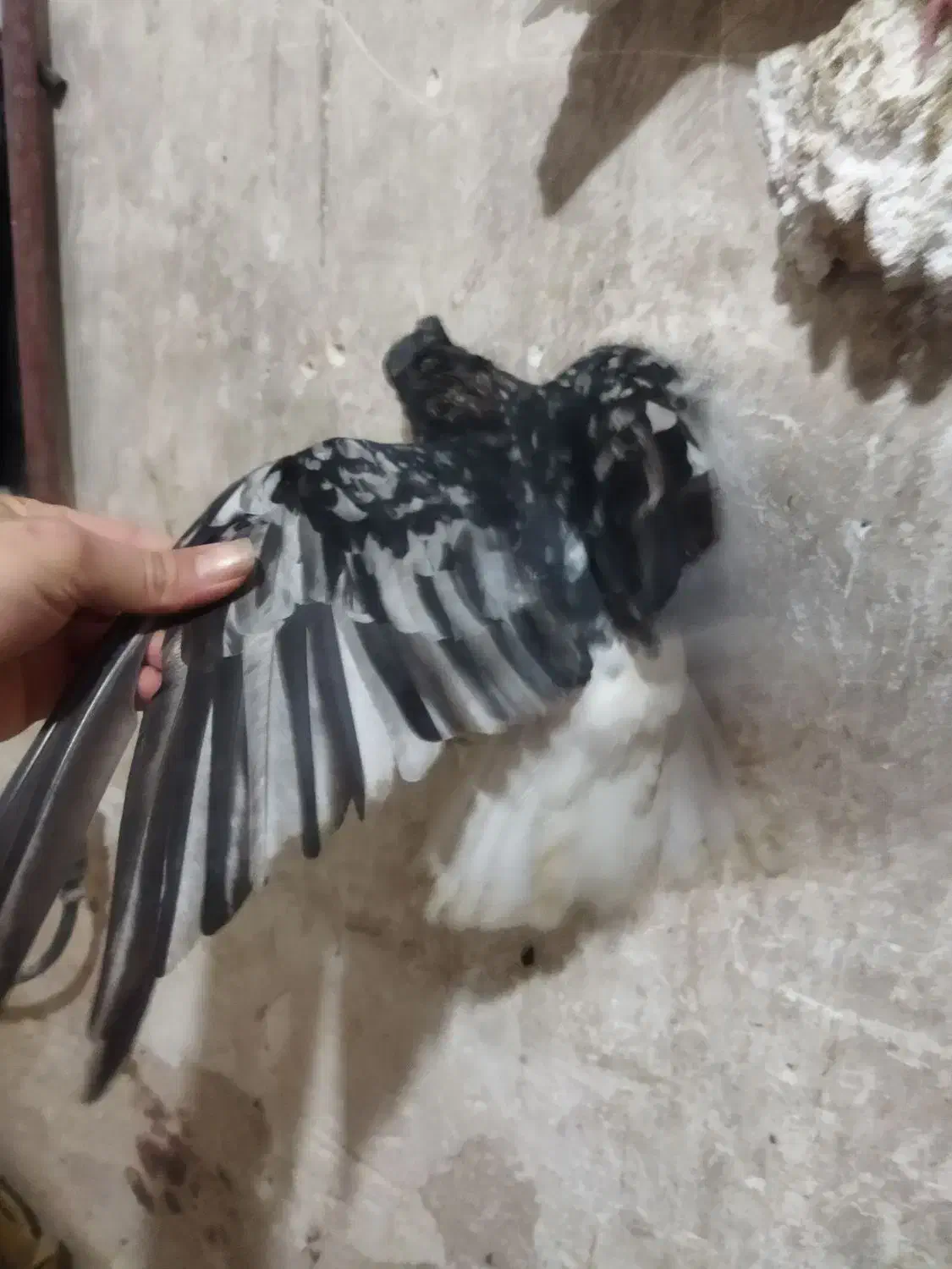 سرور|پرنده|دوگنبدان, |دیوار