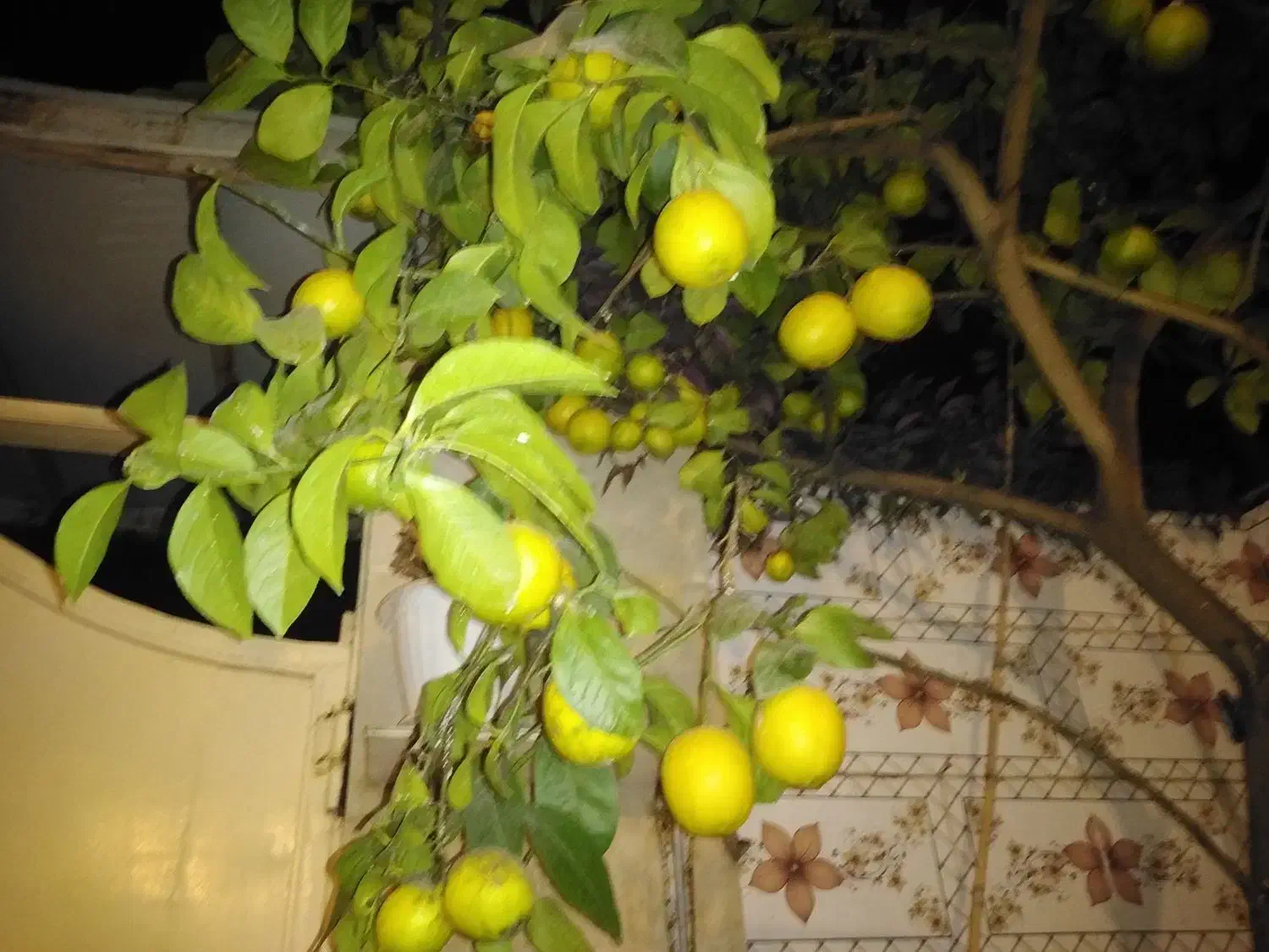 فروش لیموترش|حراج|لنگرود, |دیوار