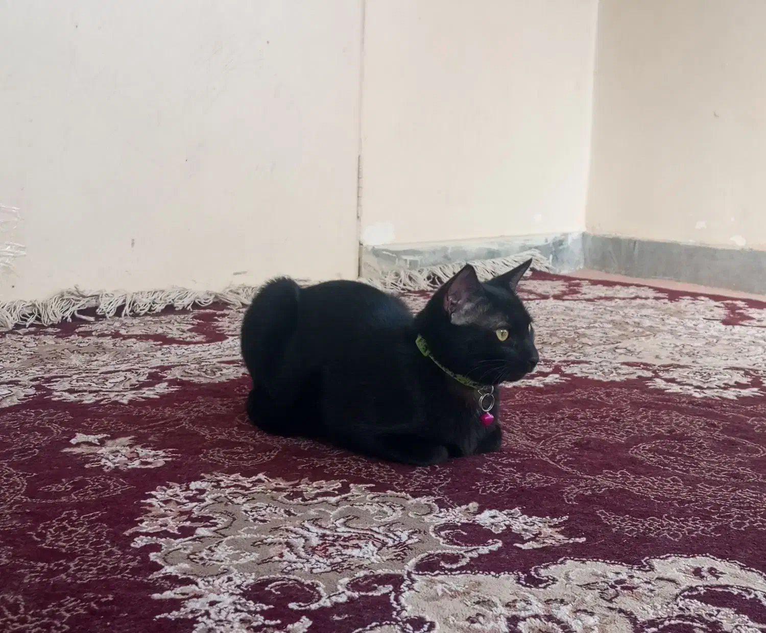 واگذاری رایگان گربه|گربه|هشتگرد, هشتگرد قدیم|دیوار