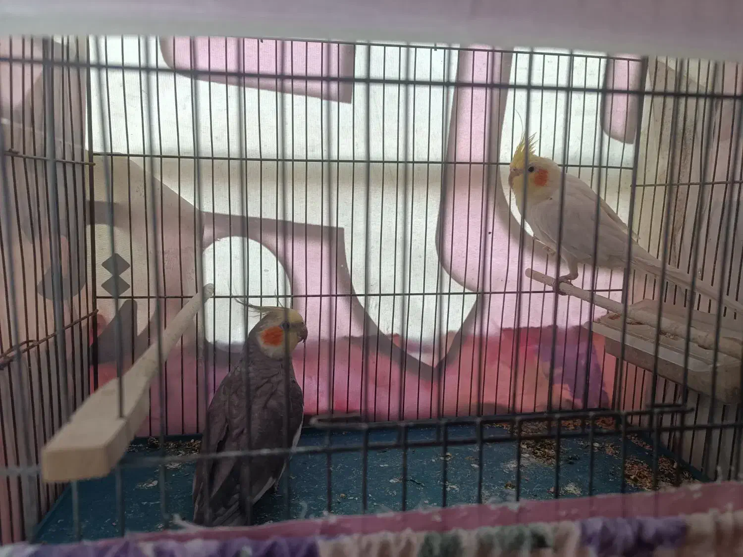 عروس هلندی جفت|پرنده|مراغه, |دیوار