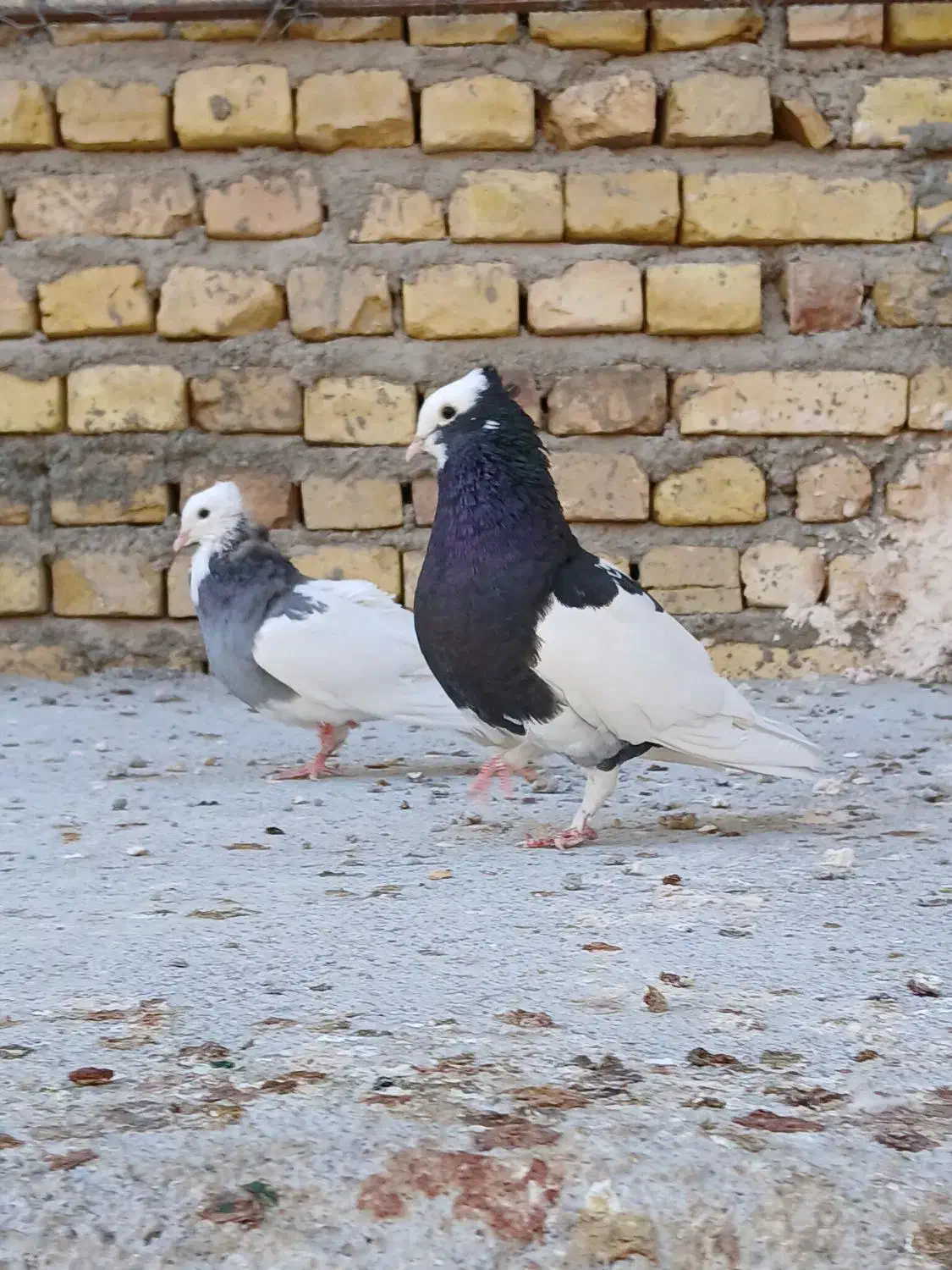 پرنده طوقق|پرنده|یزد, |دیوار