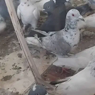 سلام|پرنده|فهرج, |دیوار