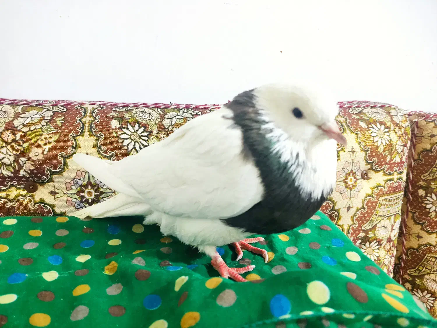 کبوتر|پرنده|سنندج, |دیوار