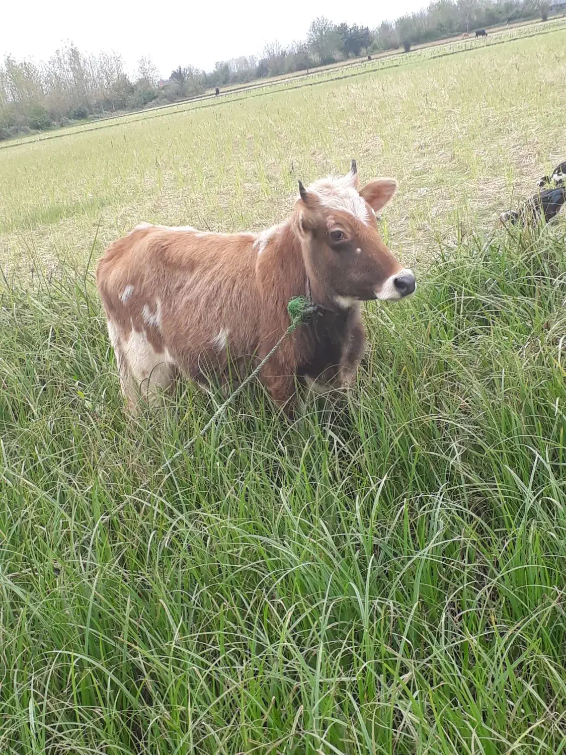 لیشه چالوسی اصیل ورزا گاو|حیوانات مزرعه|رشت, حومه رشت|دیوار