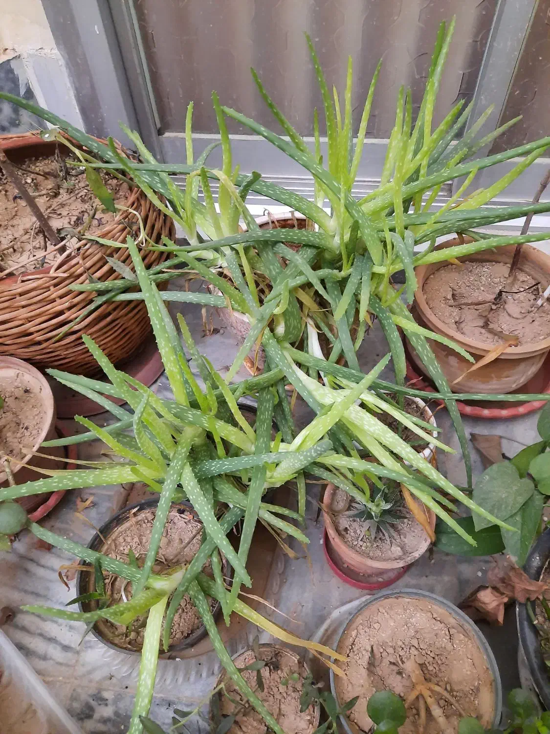 گلخانه کامل|گل و گیاه طبیعی|بروجرد, |دیوار