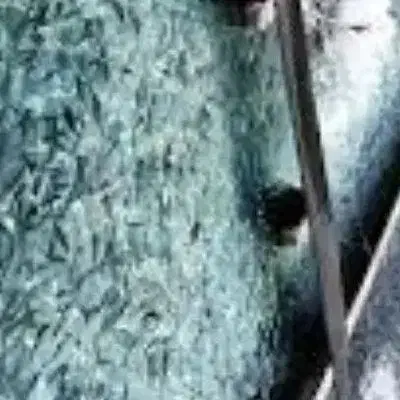 کارگر|استخدام صنعتی، فنی، مهندسی|مشگین شهر, |دیوار