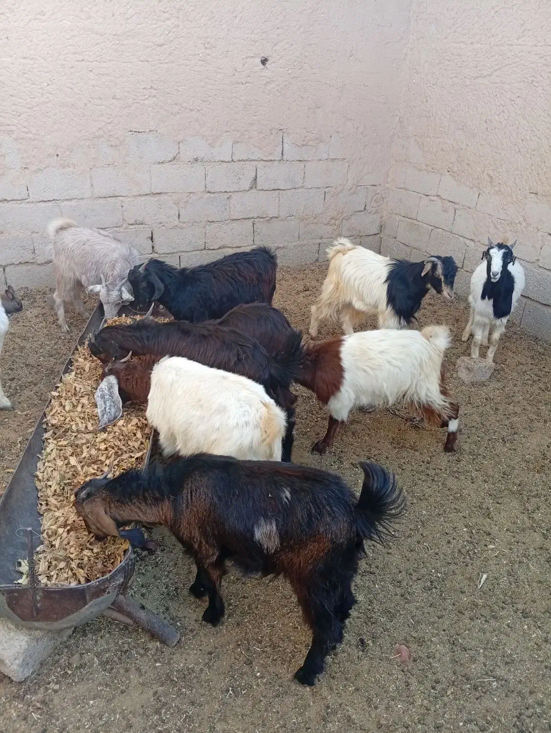 گوسفند|حیوانات مزرعه|جنت, |دیوار