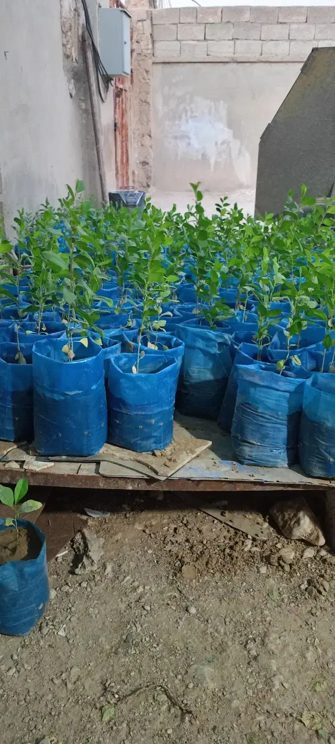 نهال کنار|گل و گیاه طبیعی|اهرم, |دیوار