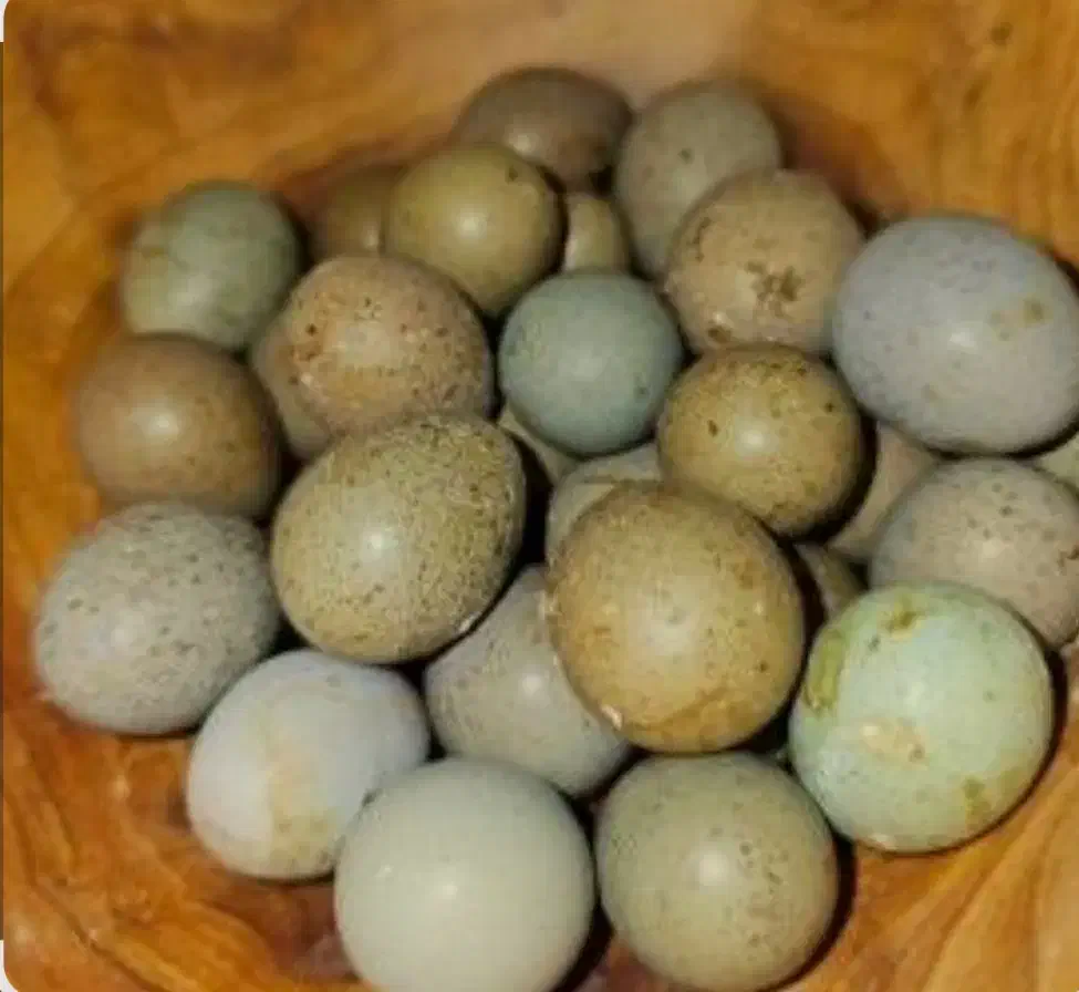 تخم مینیاتوری نطفه دار بلدرچین|حیوانات مزرعه|بهبهان, |دیوار