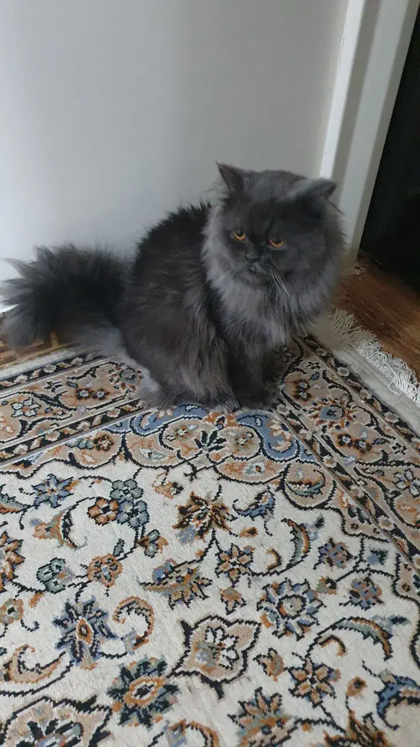 حیوانات|گربه|امیدیه, |دیوار