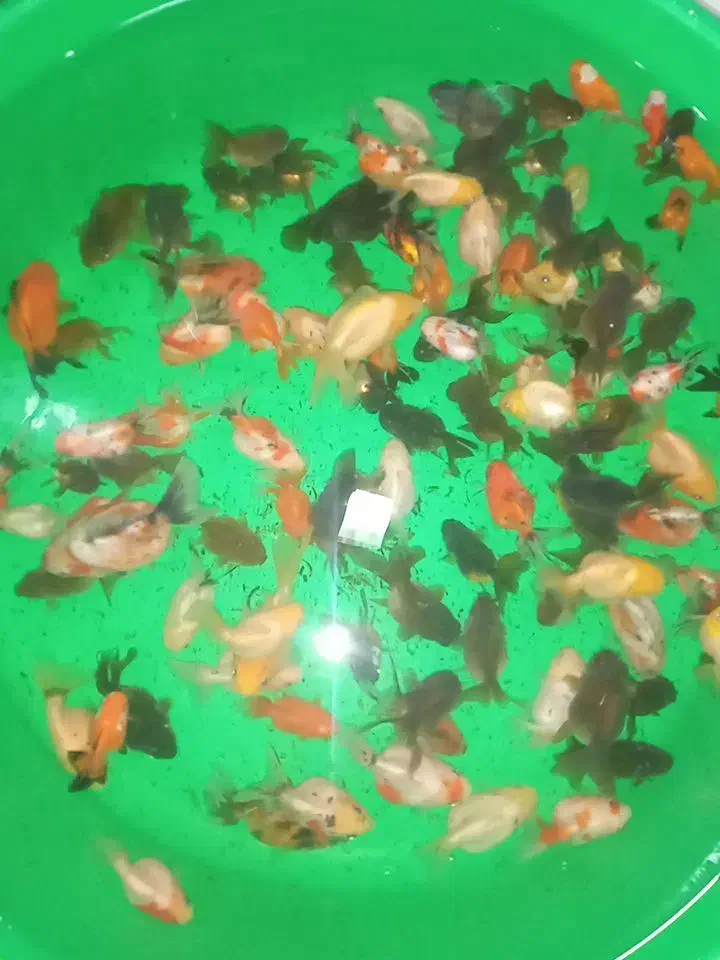 کله شیری|ماهی|تبریز, |دیوار