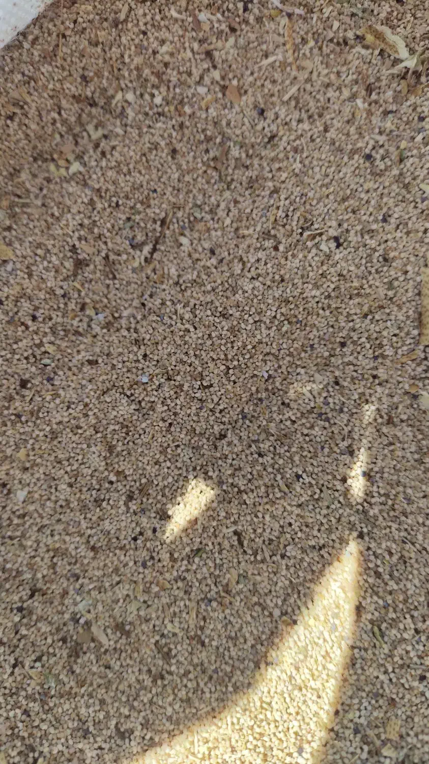 بذر درجه یک شرطی میدم . توم|گل و گیاه طبیعی|شاهیوند, |دیوار