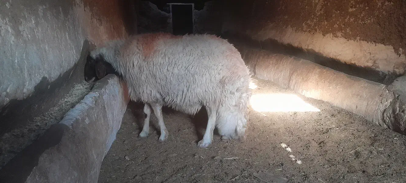 قوچ سنجابی|حیوانات مزرعه|خواف, |دیوار