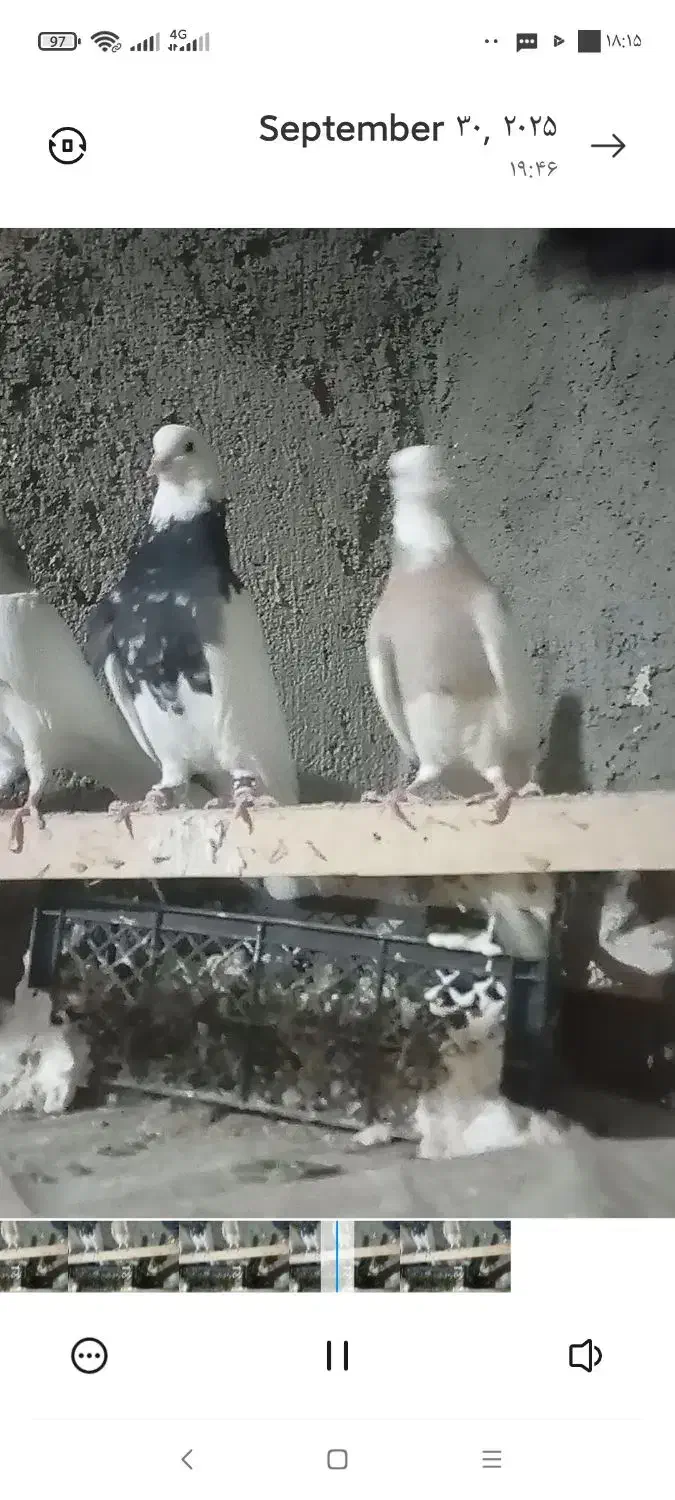 جفت طوقی زرین|پرنده|سلامی, |دیوار