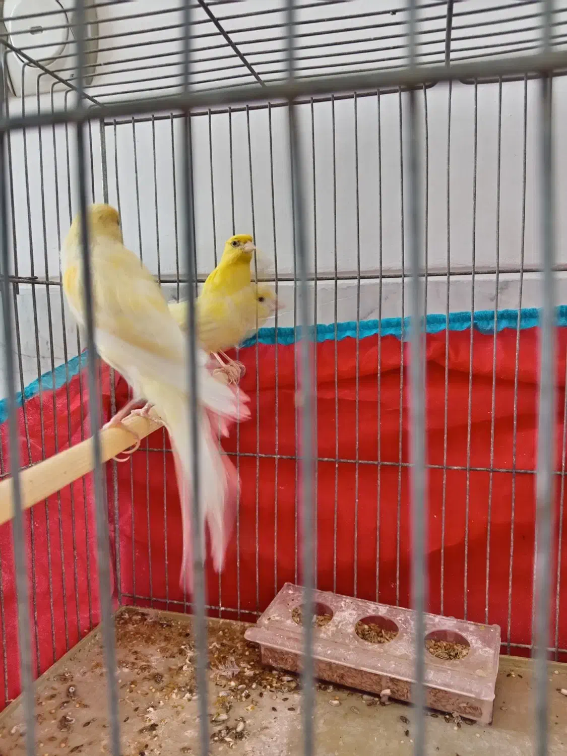 نرو ماده قناری وجوجه گل به سر|پرنده|نجف‌آباد, مولوی شمالی|دیوار