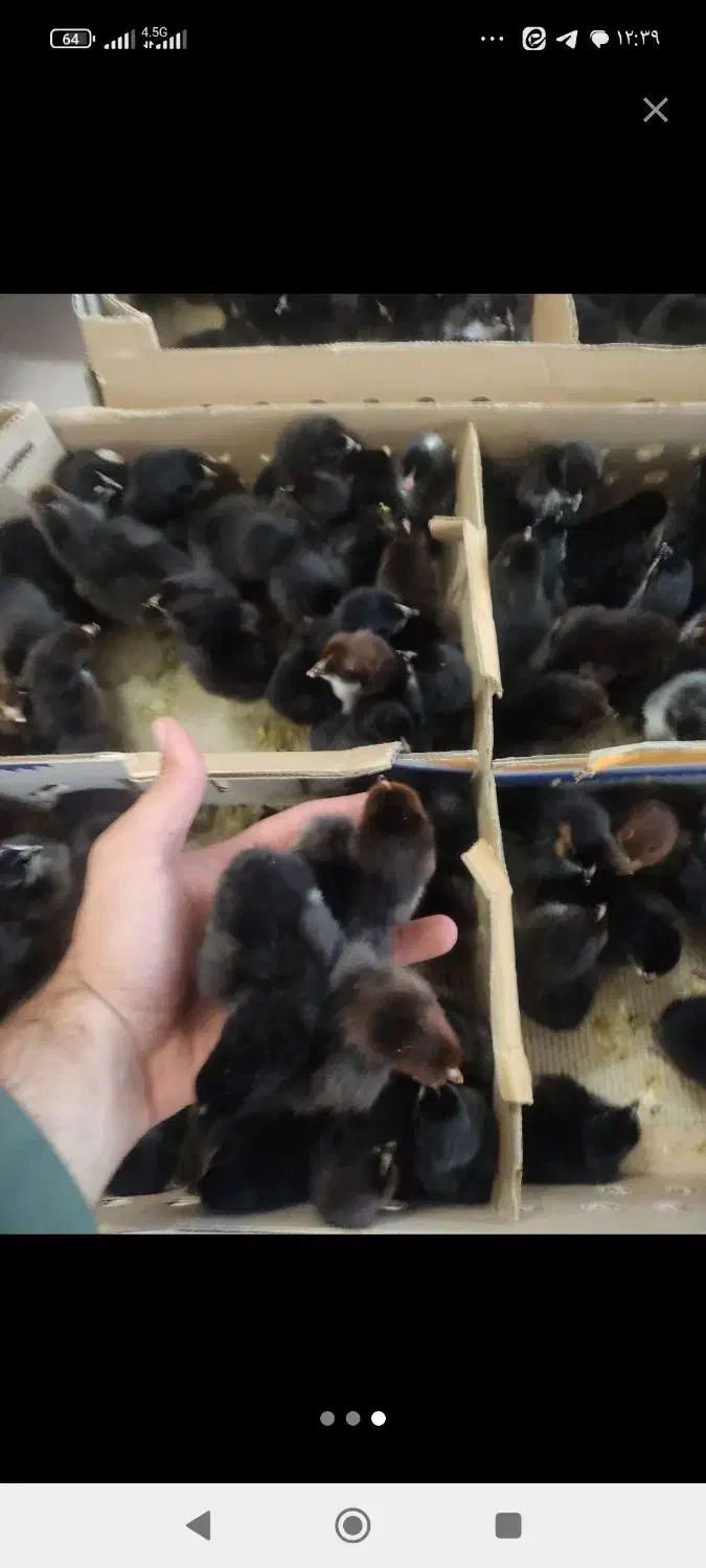 جوجه یک روزه گلپایگانی و گوشتی|حیوانات مزرعه|مشهد, ارشاد|دیوار