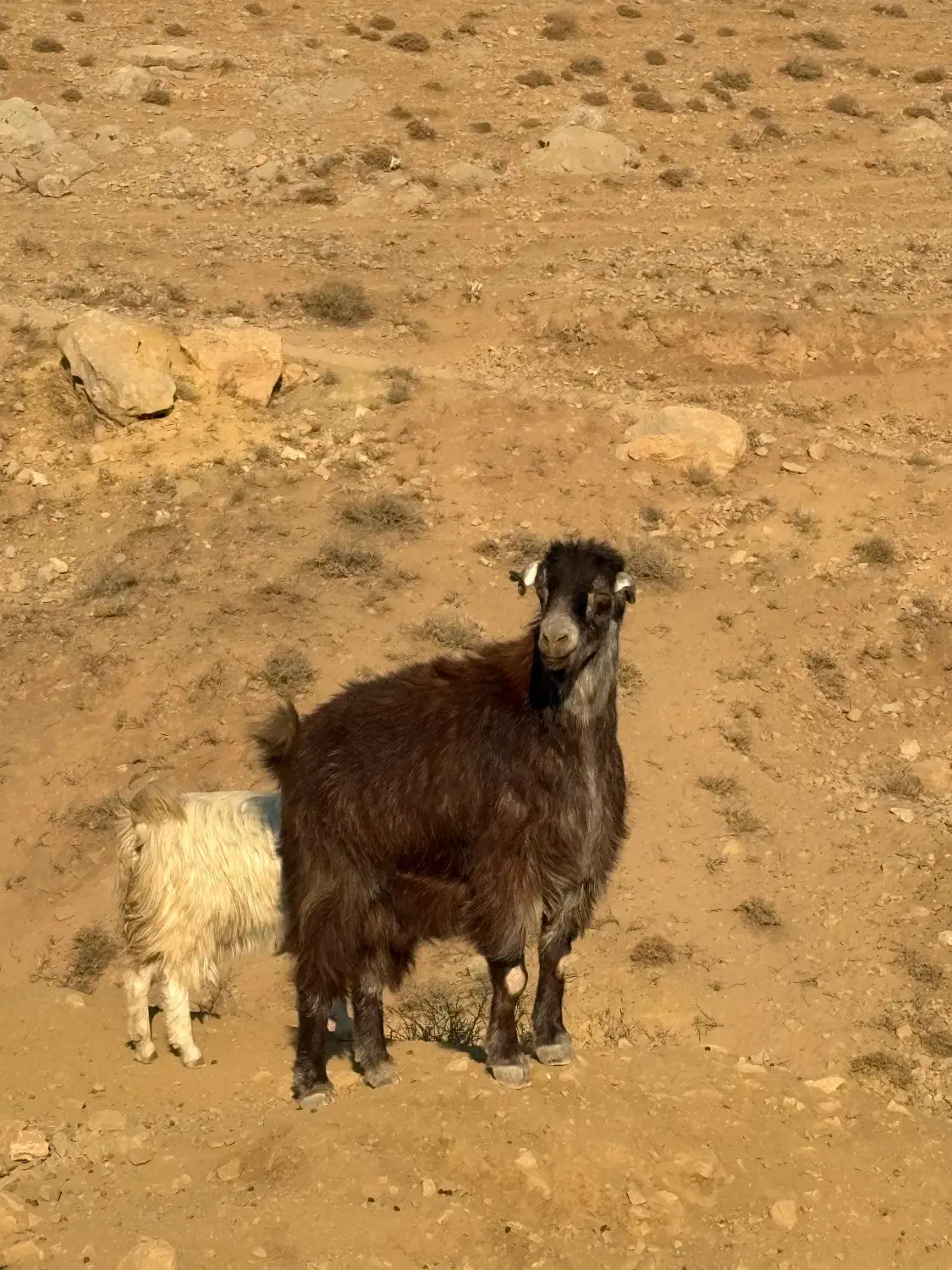 بره گوشتی بز‌گوشتی|حیوانات مزرعه|هشتگرد, خور|دیوار