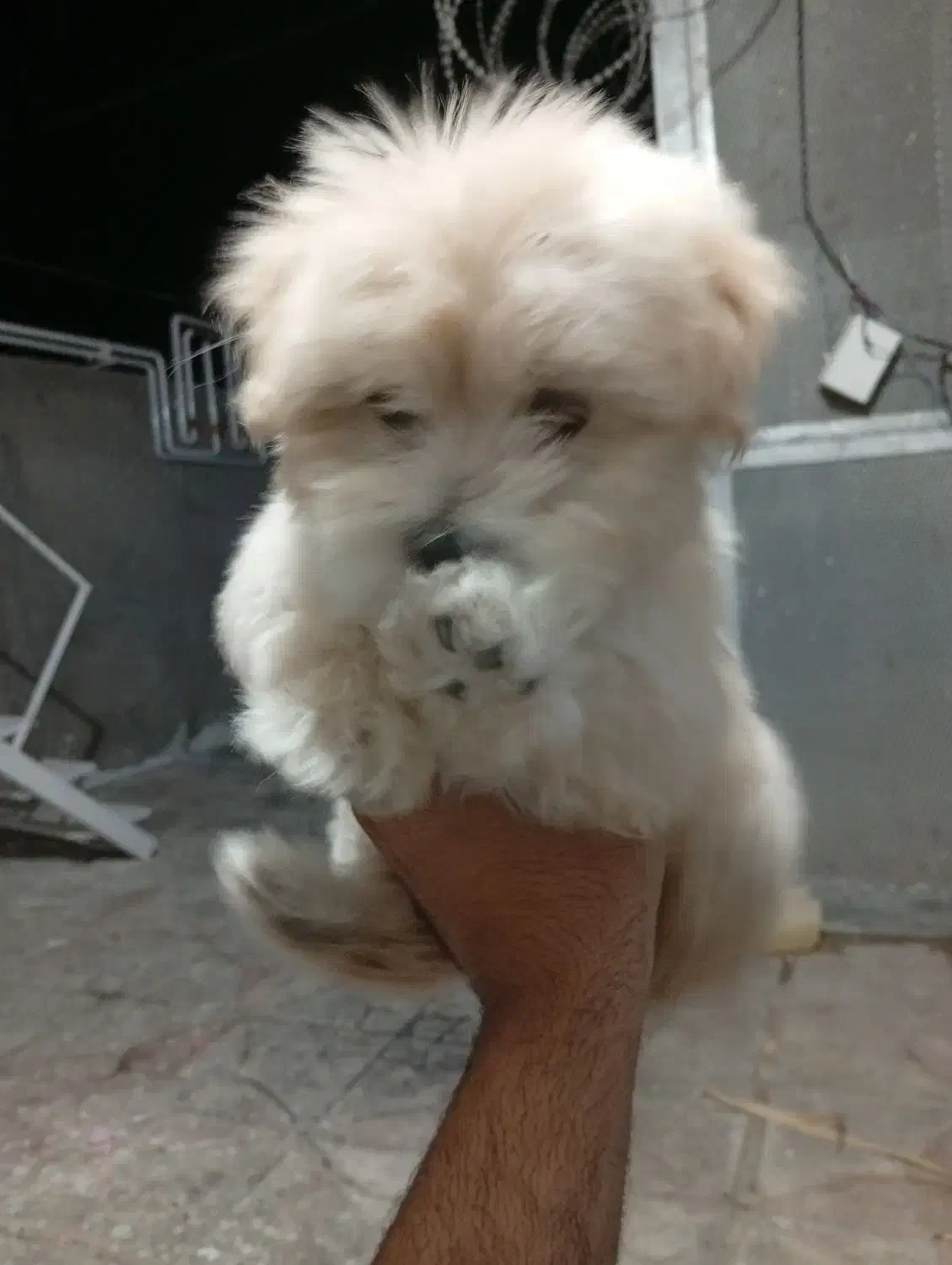 شیتزو|سگ|بم, |دیوار