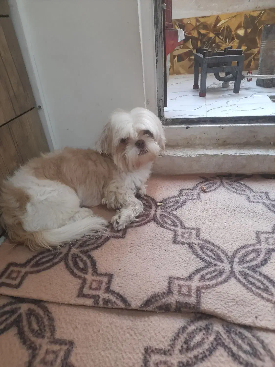 سگ حرف گوش کن و شیطون|سگ|بومهن, |دیوار