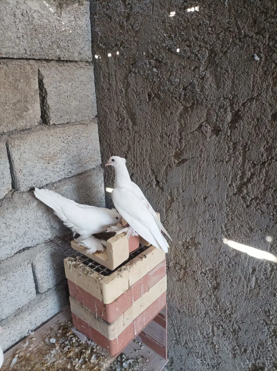 کفتر|پرنده|خمیر, |دیوار