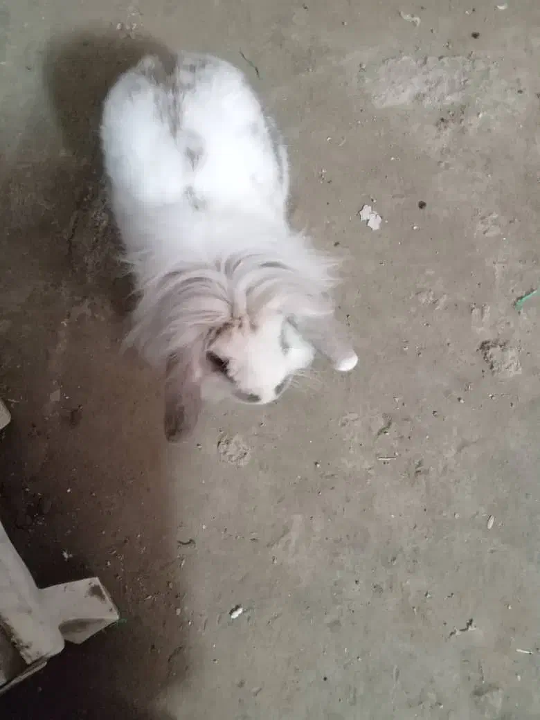 خرگوش|موش و خرگوش|بندر گناوه, |دیوار