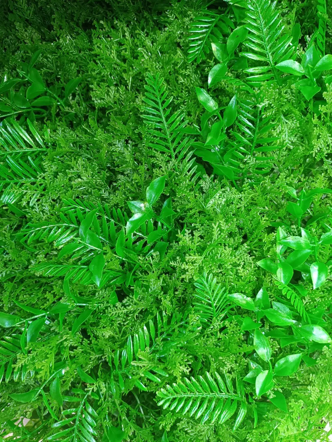 گرینوال ۵۰×۵۰|گل مصنوعی|شیراز, اصلاح‌نژاد|دیوار