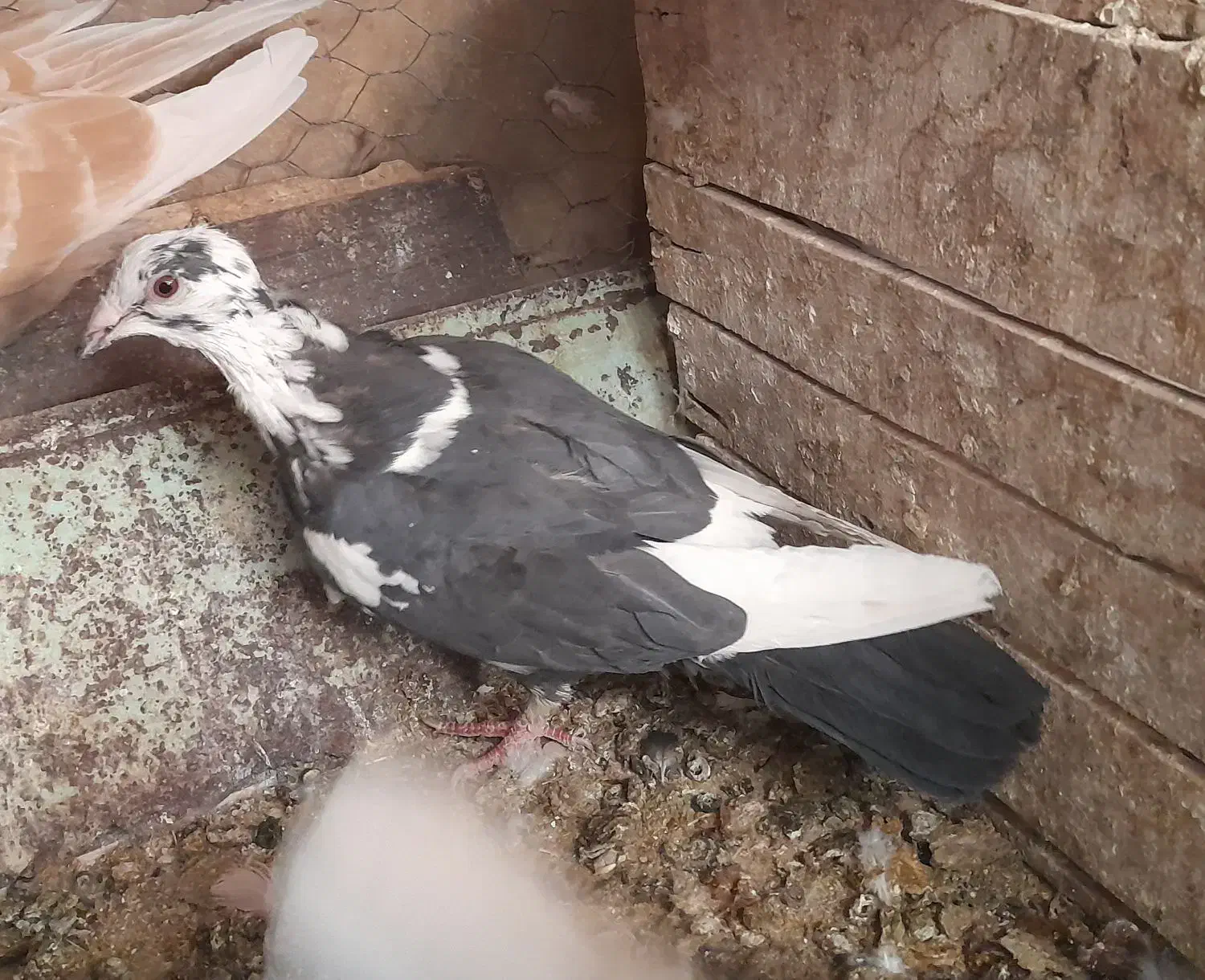 کبوتر بزک .کبوتر پاکستانی(رامپوری)|پرنده|شهرضا, |دیوار