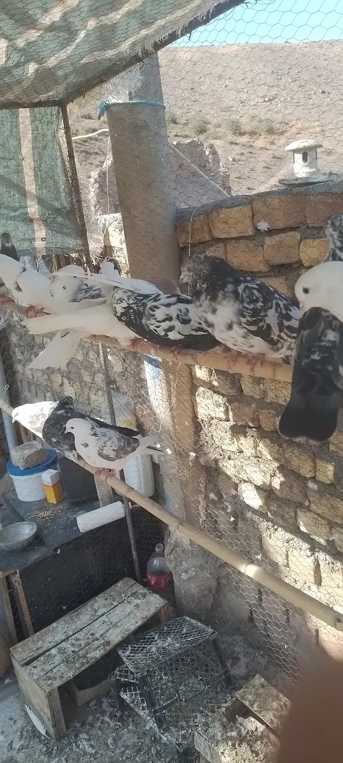 کفتر|پرنده|گیلوان, |دیوار