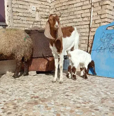 بز مطفل|حیوانات مزرعه|اهواز, کمپلو شمالی|دیوار