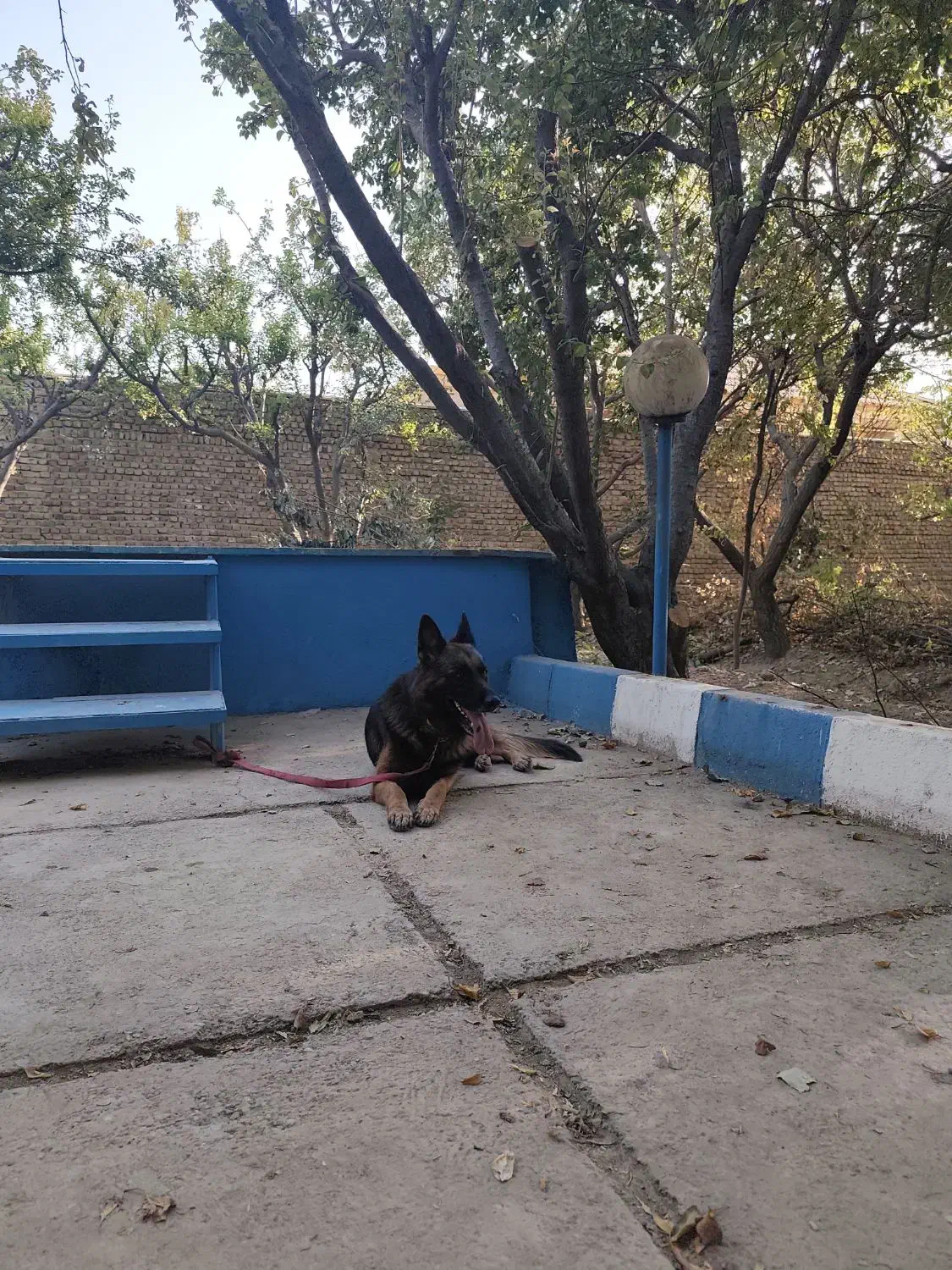 یک جفت سگ ژرمن نر و ماده|سگ|ماهدشت, |دیوار