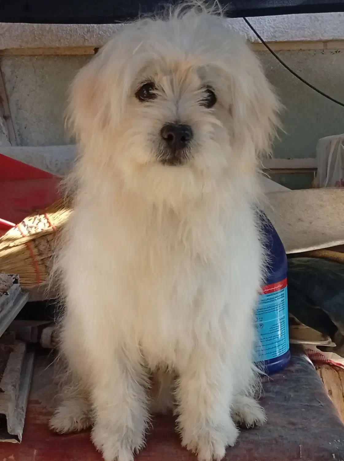 ۷ میلیون تومان|سگ|شیراز, گلکوب|دیوار