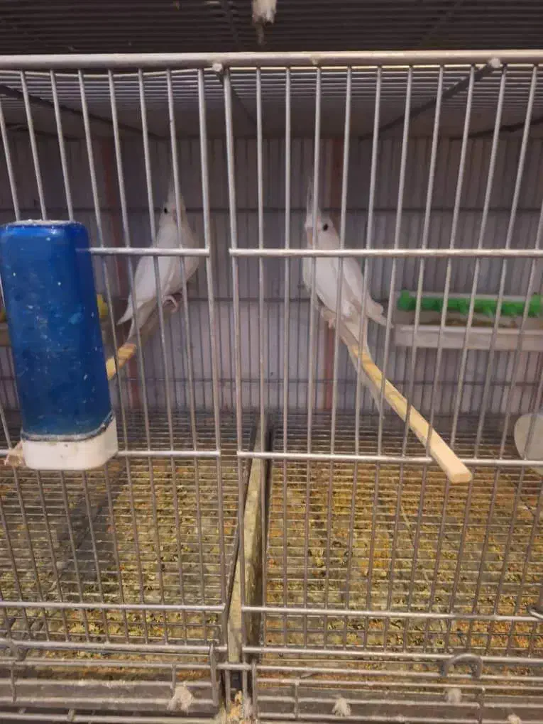 عروس هلندی|پرنده|قم, سالاریه|دیوار