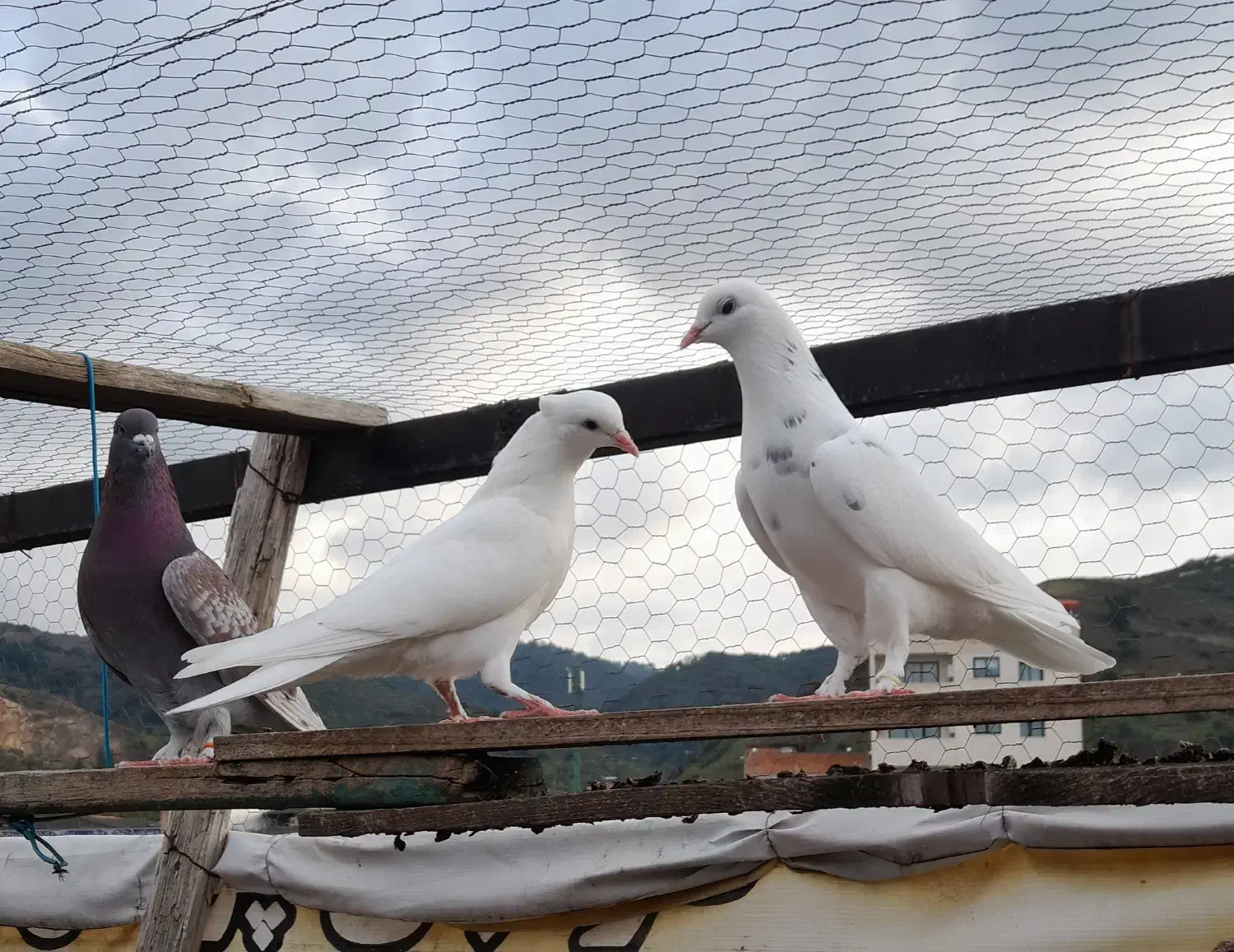 کبوتر پرشی|پرنده|رستمکلا, |دیوار