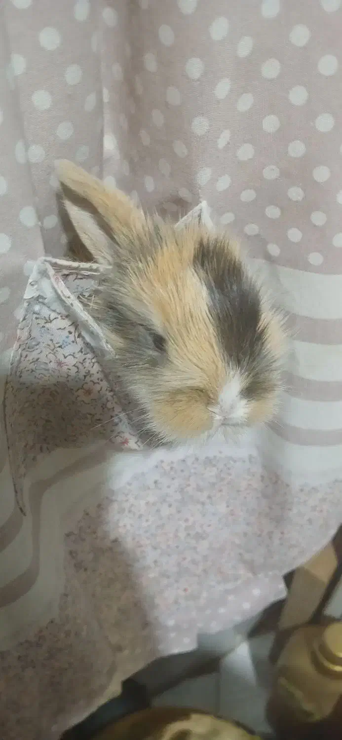 خرگوش جرسی|موش و خرگوش|فردیس, منظریه|دیوار