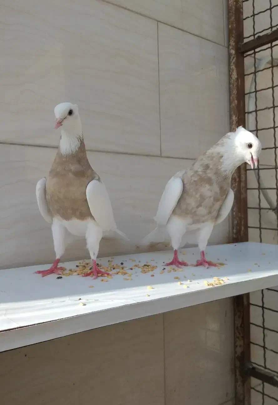 کبوتر طوقی ناب|پرنده|وحیدیه, |دیوار